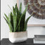 Uttermost Accessories Sansera Snake Accent Plant House of Isabella UK