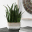 Uttermost Accessories Sansera Snake Accent Plant House of Isabella UK