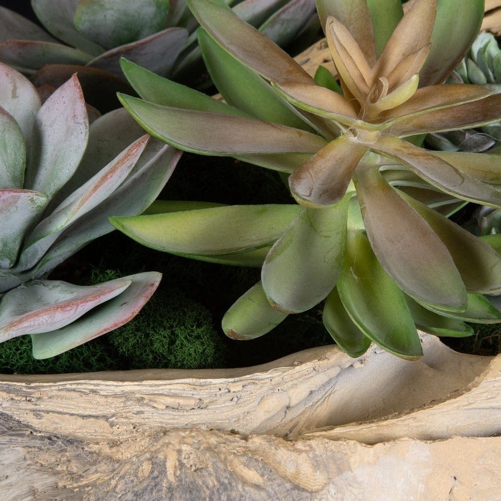 Uttermost Accessories Seaside Breeze Succulents House of Isabella UK