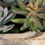 Uttermost Accessories Seaside Breeze Succulents House of Isabella UK