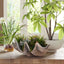 Uttermost Accessories Seaside Breeze Succulents House of Isabella UK