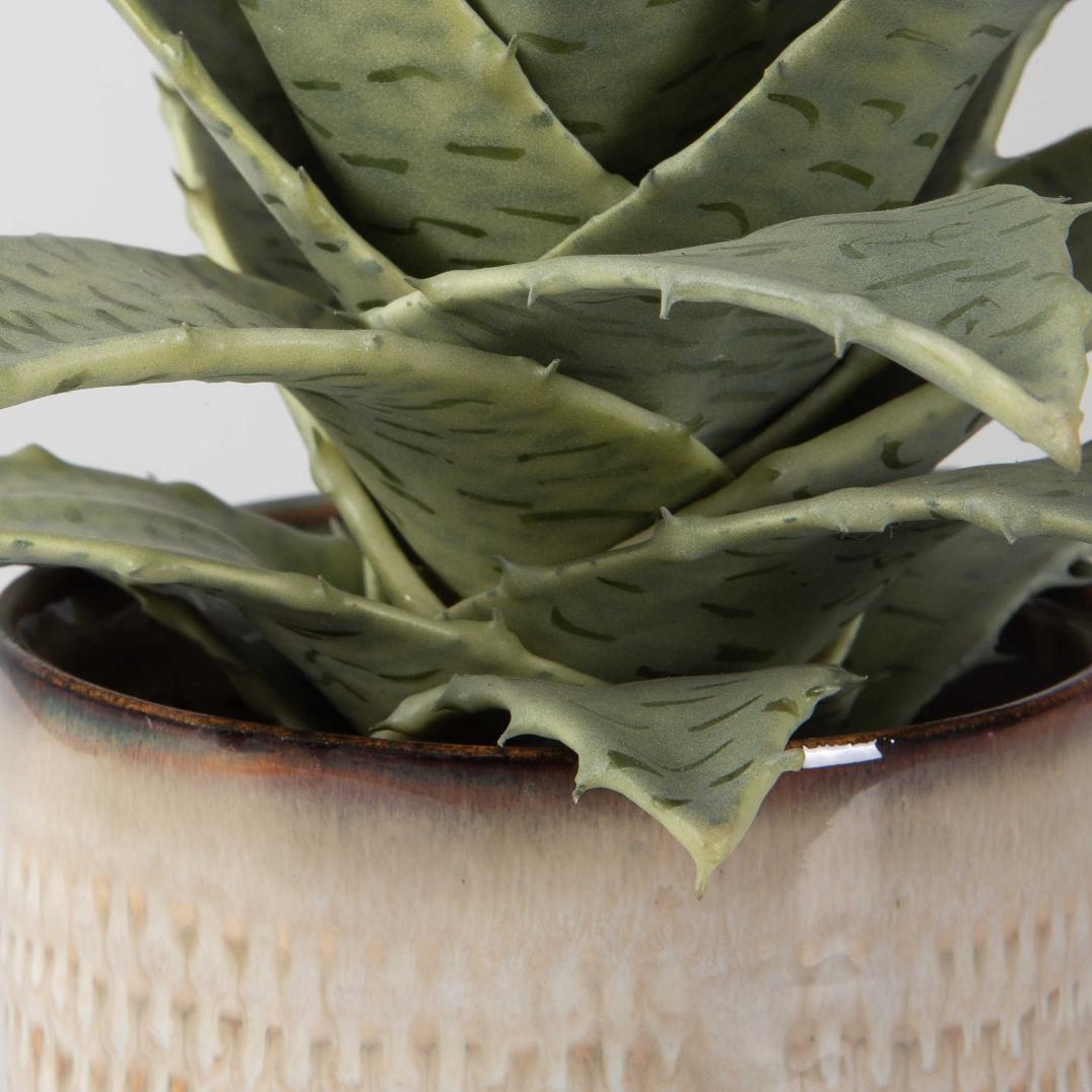 Uttermost Accessories Seaside Succulents | Set of 2 House of Isabella UK
