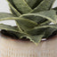 Uttermost Accessories Seaside Succulents | Set of 2 House of Isabella UK