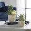 Uttermost Accessories Seaside Succulents | Set of 2 House of Isabella UK