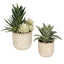 Uttermost Accessories Seaside Succulents | Set of 2 House of Isabella UK
