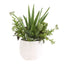 Uttermost Accessories Sundown Succulent Accent Planter House of Isabella UK