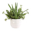 Uttermost Accessories Sundown Succulent Accent Planter House of Isabella UK