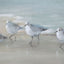 Uttermost Accessories Tranquil Shorebirds On The Sand Framed Print House of Isabella UK