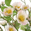 Uttermost Accessories Tranquility Lenten Rose Bouquets Set of 2 House of Isabella UK
