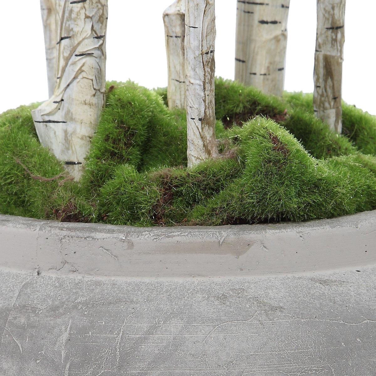 Uttermost Aldis Potted River Birch.