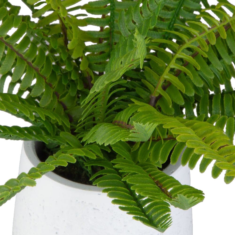 Uttermost Boston Fern Accent.