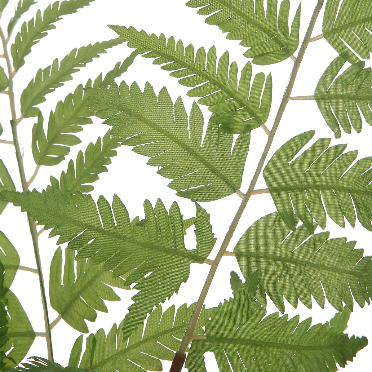 Uttermost Country Ferns, S/2.