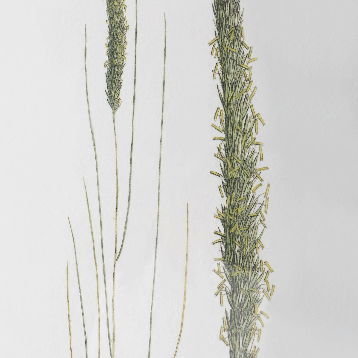 Forest Finds Framed Prints, S/6.