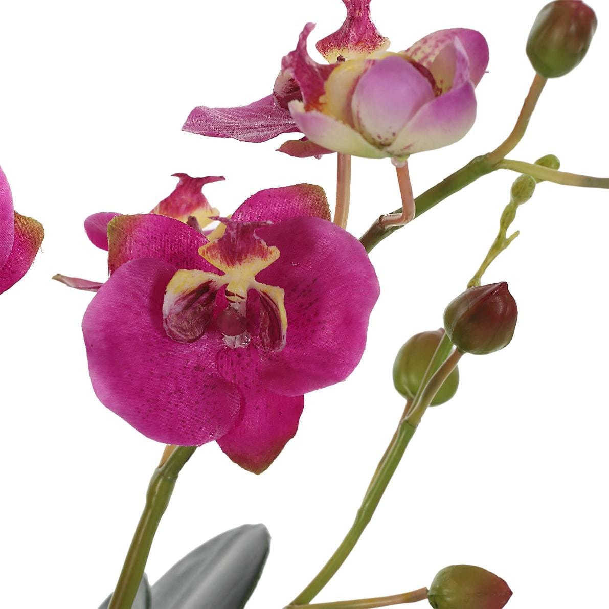 Uttermost Glory Fuchsia Orchid.