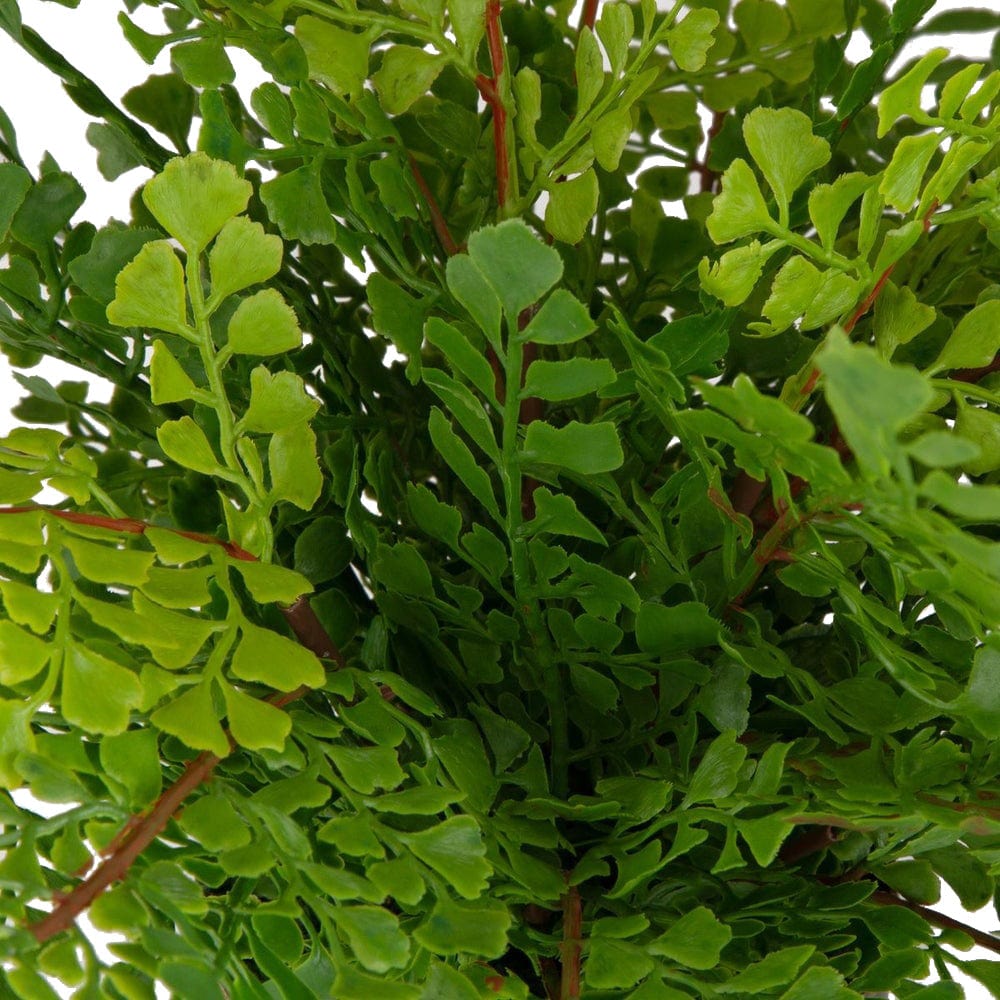 Uttermost Maidenhair Fern Accent.