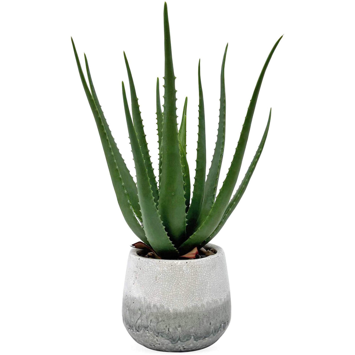 Uttermost Accessories Veranda Indoor-Outdoor Aloe Plant House of Isabella UK