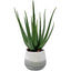 Uttermost Accessories Veranda Indoor-Outdoor Aloe Plant House of Isabella UK