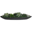Uttermost Accessories Verde Succulent Centerpiece In Bowl House of Isabella UK