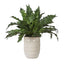Uttermost Accessories Verdure Fern House of Isabella UK