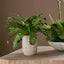 Uttermost Accessories Verdure Fern House of Isabella UK