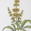 Uttermost Accessories Wildflower Study Framed Prints, S/4 House of Isabella UK