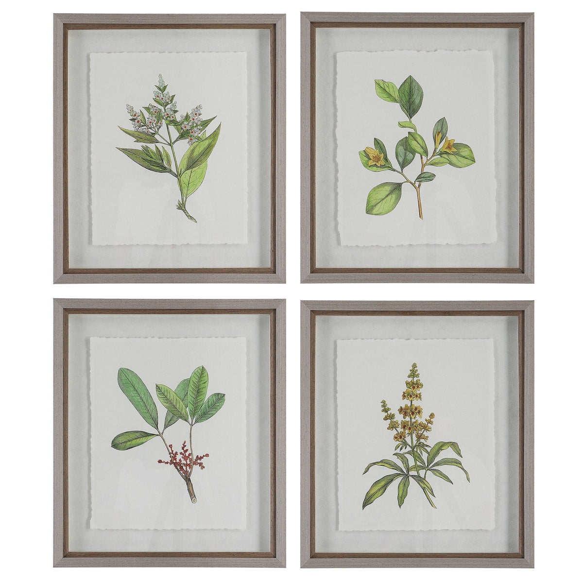 Uttermost Accessories Wildflower Study Framed Prints, S/4 House of Isabella UK