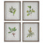 Uttermost Accessories Wildflower Study Framed Prints, S/4 House of Isabella UK