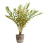 Uttermost Accessories Zamia Palm Accent In Planter House of Isabella UK