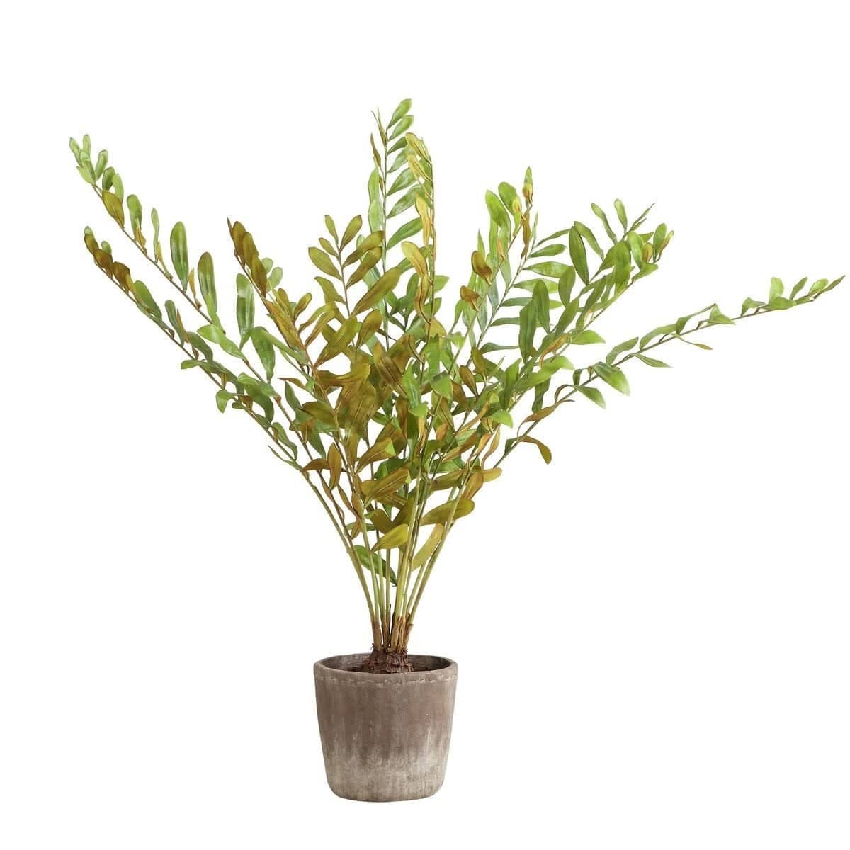 Uttermost Accessories Zamia Palm Accent In Planter House of Isabella UK