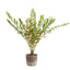 Uttermost Accessories Zamia Palm Accent In Planter House of Isabella UK