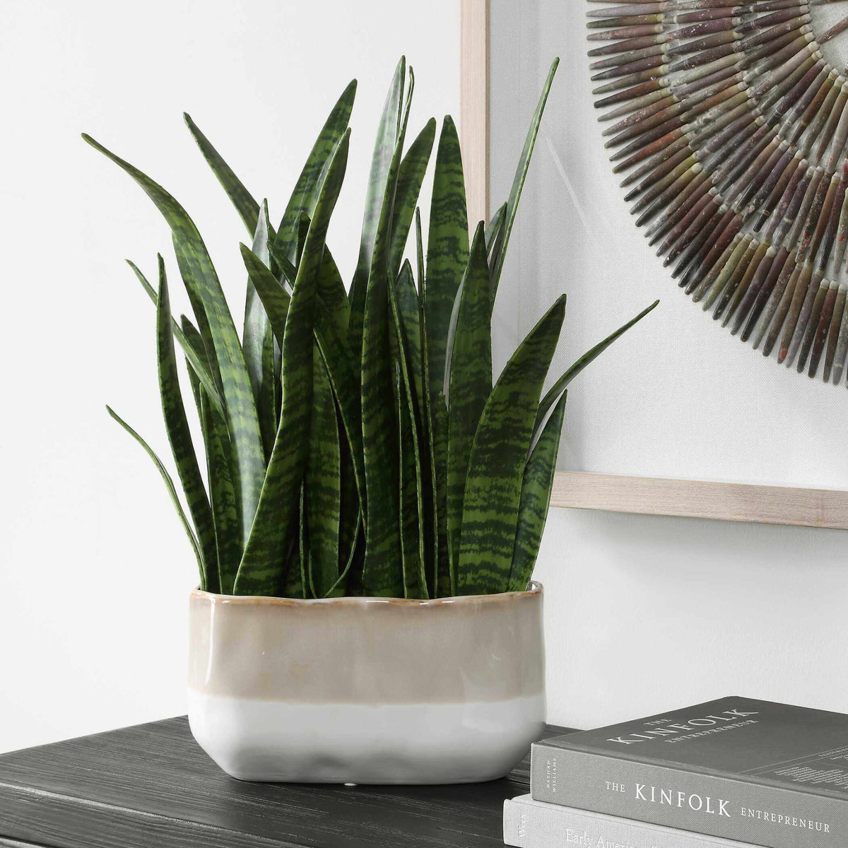 Sansera Snake Accent Plant