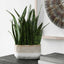 Sansera Snake Accent Plant