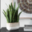 Sansera Snake Accent Plant