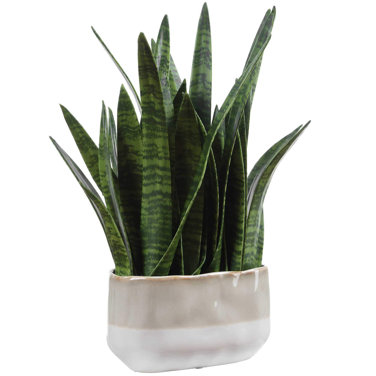 Sansera Snake Accent Plant