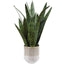 Sansera Snake Accent Plant
