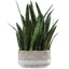 Sansera Snake Accent Plant