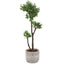 Arbor Strawberry Tree