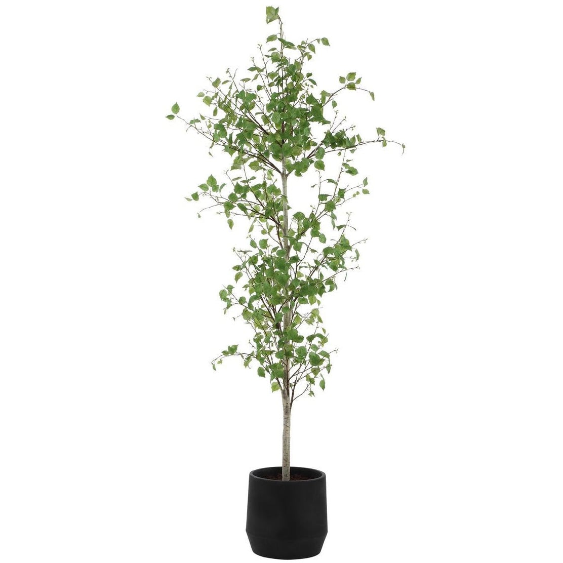 Boreal Potted Birch Tree