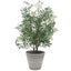 Marisol Potted Olive Plant