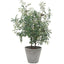 Marisol Potted Olive Plant