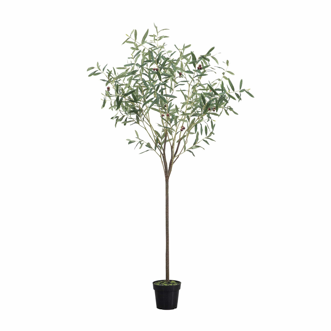 Bodhi Accessories Olive Tree Small Green H1720mm House of Isabella UK