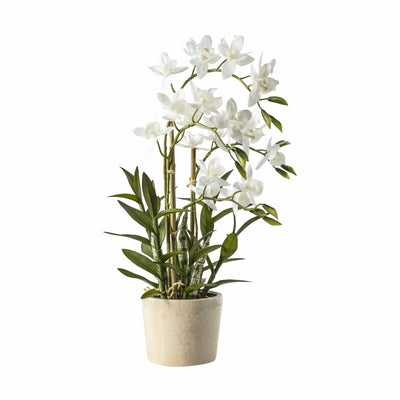 Bodhi Accessories Orchid Cycnoches House of Isabella UK