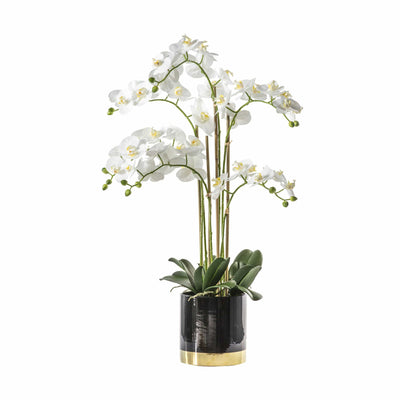 Bodhi Accessories Orchid White with Black Gold Pot House of Isabella UK