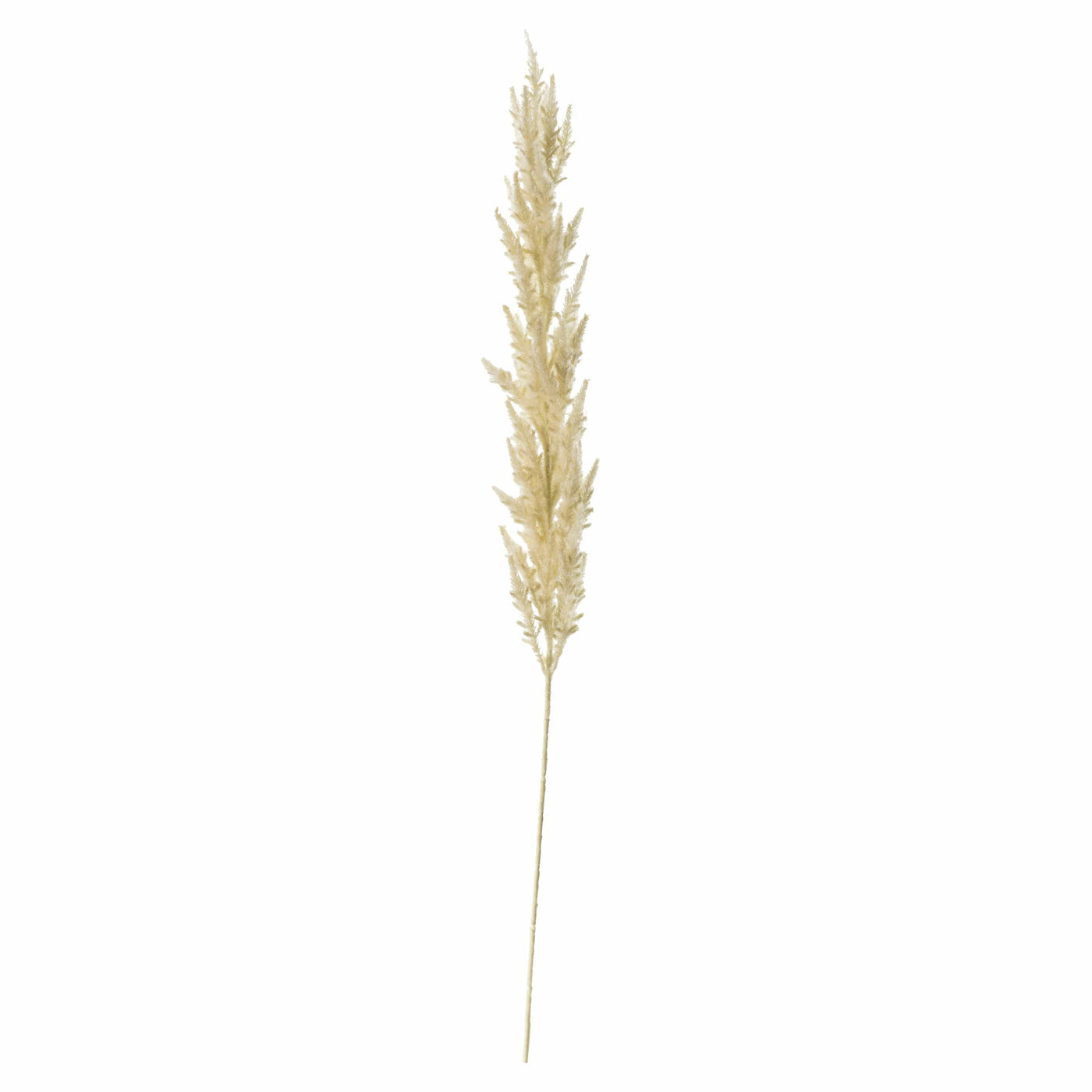 Bodhi Accessories Pampas Grass (3pk) Ivory House of Isabella UK