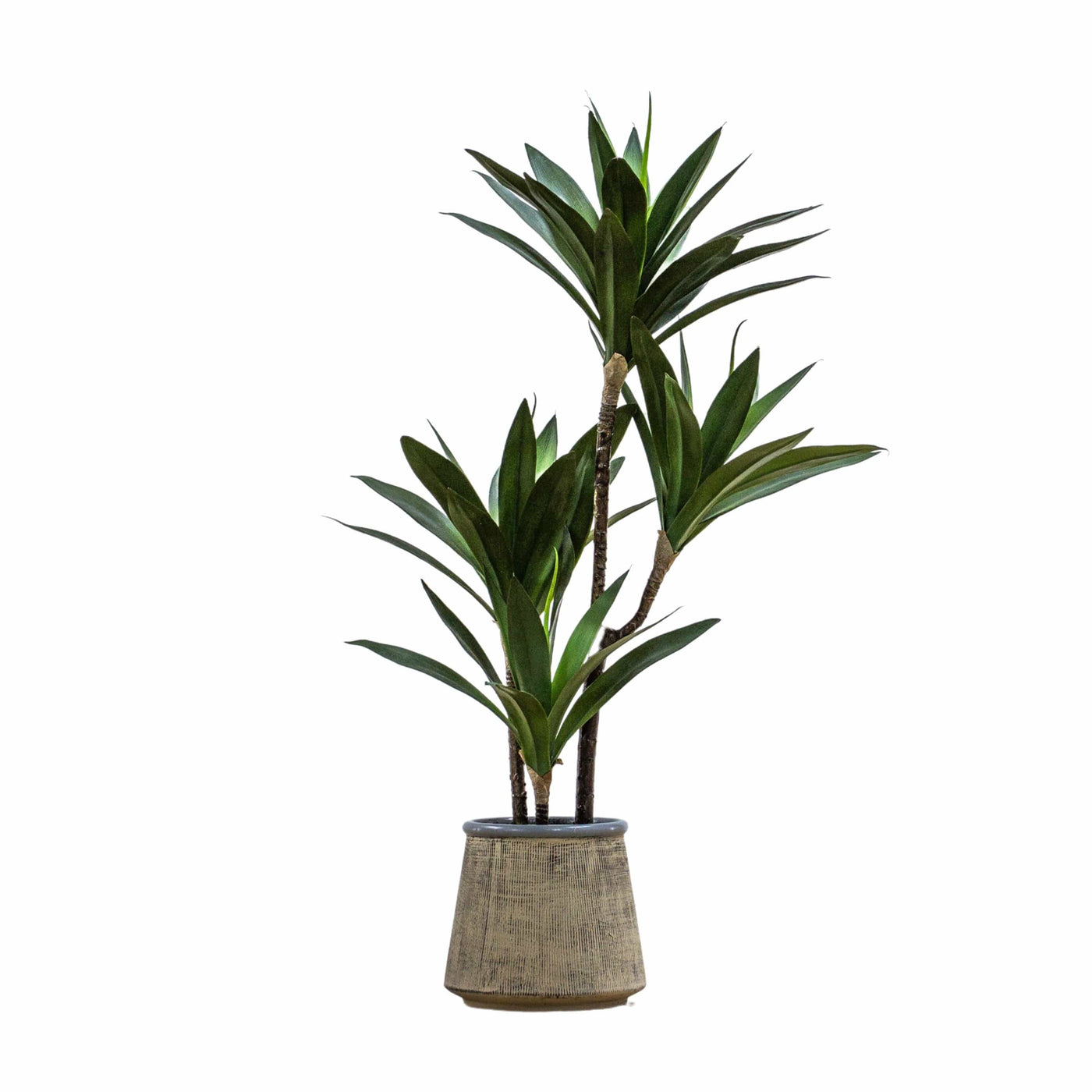 Bodhi Accessories Potted Yucca Green House of Isabella UK