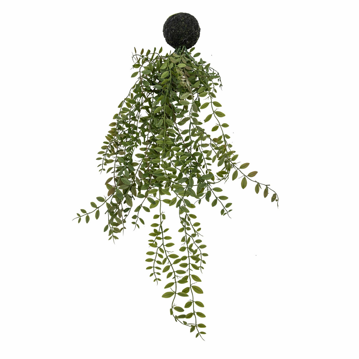 Trailing Fern in Soil Green.