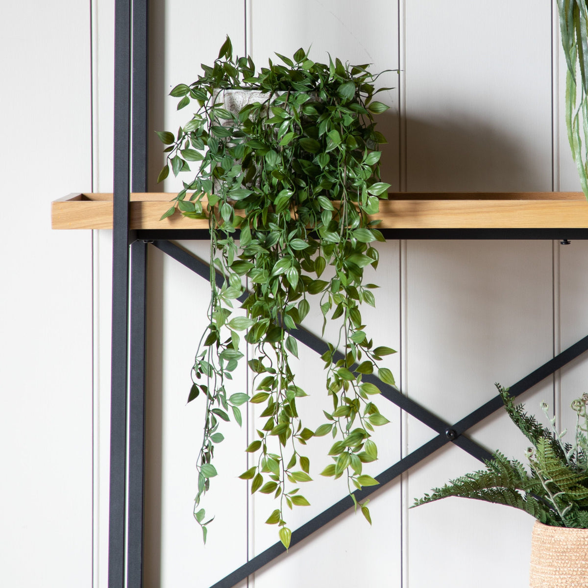 Trailing Vine in Soil Green.