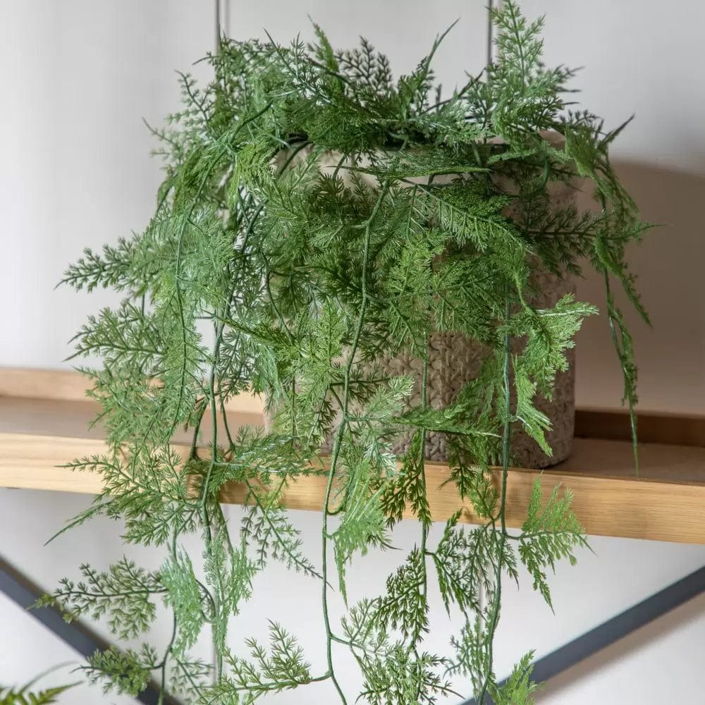 Bodhi Accessories Trailing Wood Fern in Soil Green House of Isabella UK