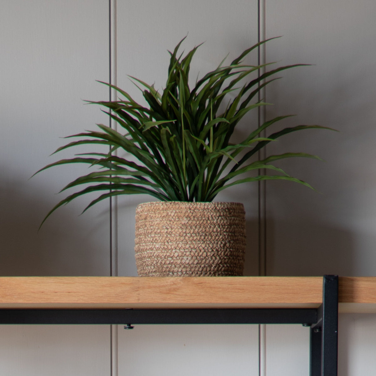 Wild Grass in Soil Green.