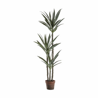 Bodhi Accessories Yucca Tree with 3 Heads House of Isabella UK